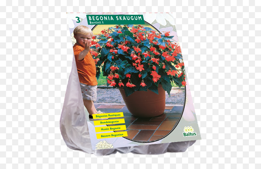 Tulip, HD Png Download - begonia png