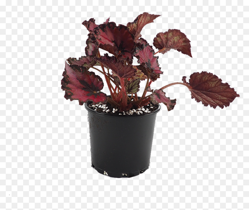 Flowerpot, HD Png Download - begonia png