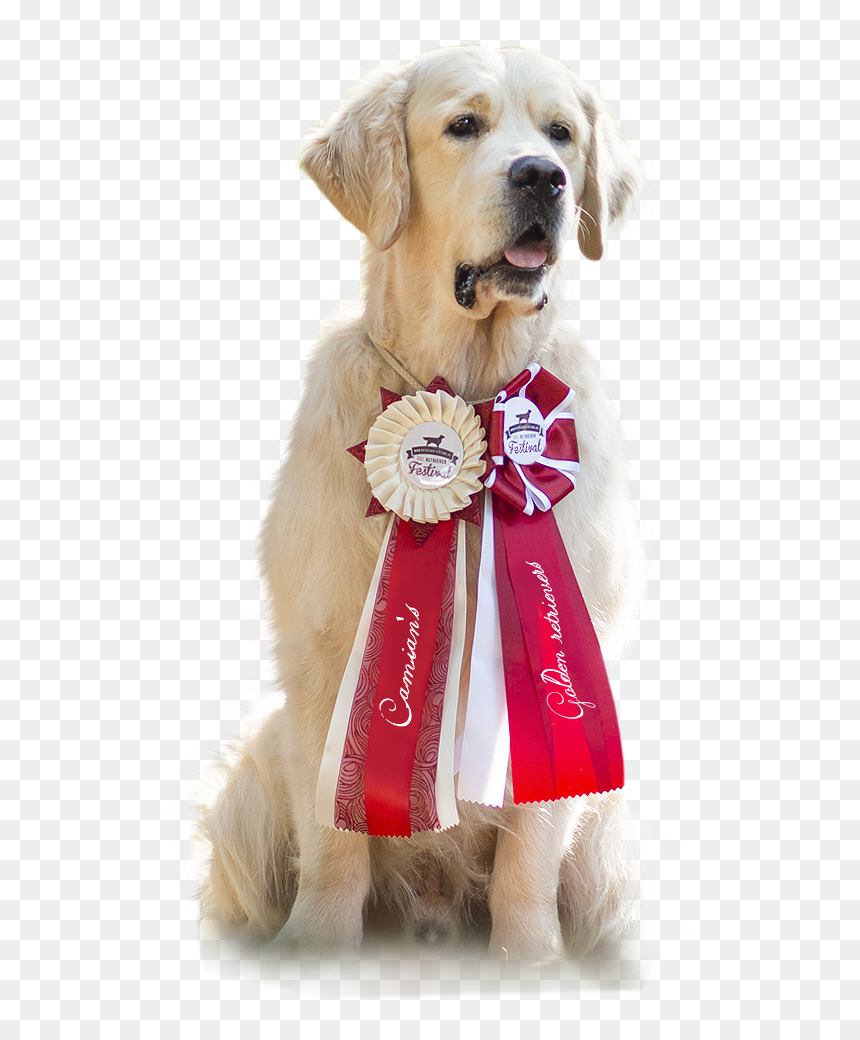 Golden Retriever, HD Png Download - estrella dorada png