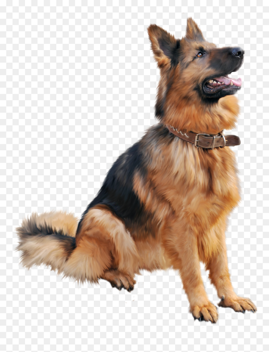Cutest Dog Sitting Png Image - Png Dog, Transparent Png - cute camera png