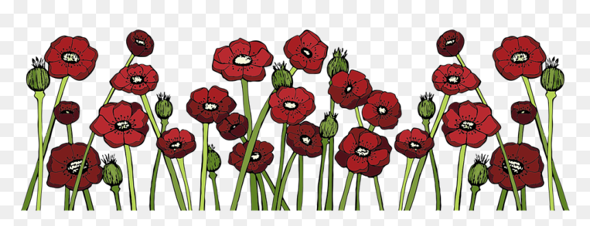 Poppy, HD Png Download - field of flowers png