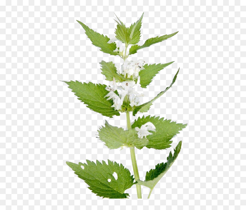 Green Big Ripped Nettle Pictures - Free Nettle Transparent, HD Png Download - ripped paper hole png
