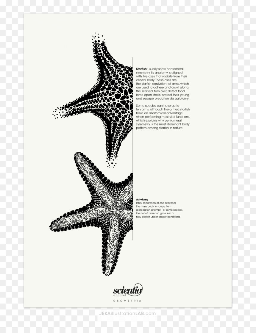 Estrella De Mar Ilustracion Cientifica, HD Png Download - estrella de mar png