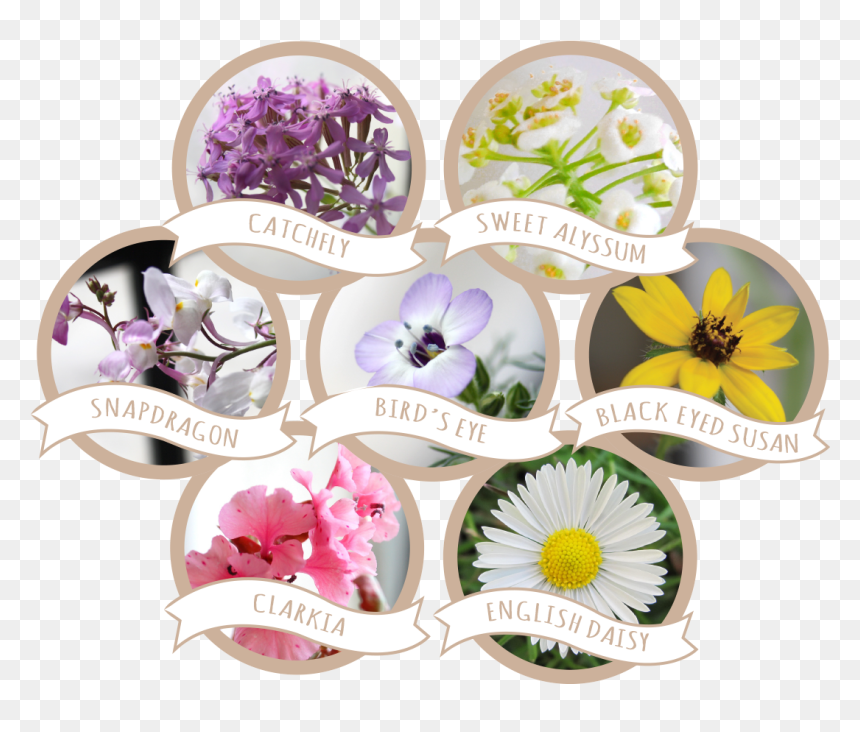 Daisies Clipart Grass Prairie - Bird's Eye Clarkia Black Eyed Susan Sweet Alyssum English, HD Png Download - prairie grass png