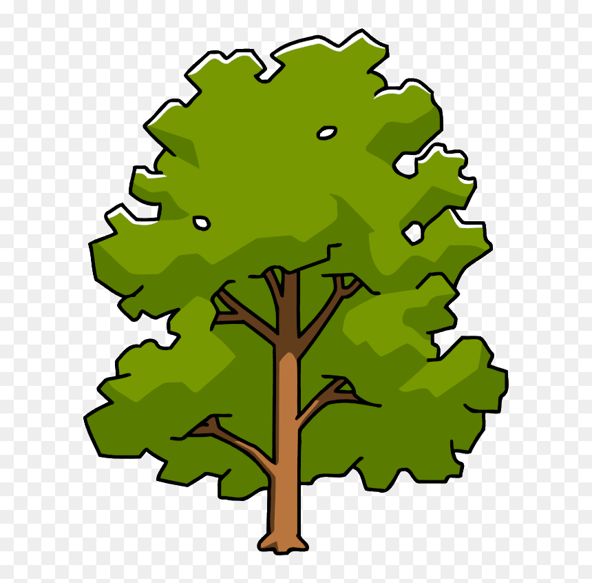 Clipart Leaf Sycamore Tree - Sycamore Tree Clipart, HD Png Download - sycamore png