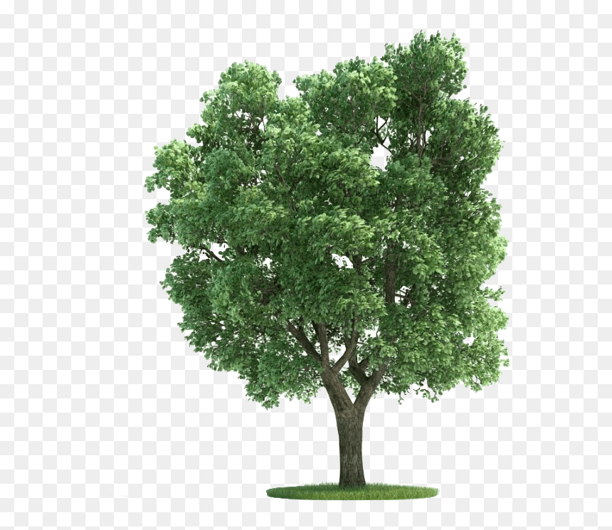 Sycamore Lyfe - Nombres De Arboles Para Casa, HD Png Download - sycamore png