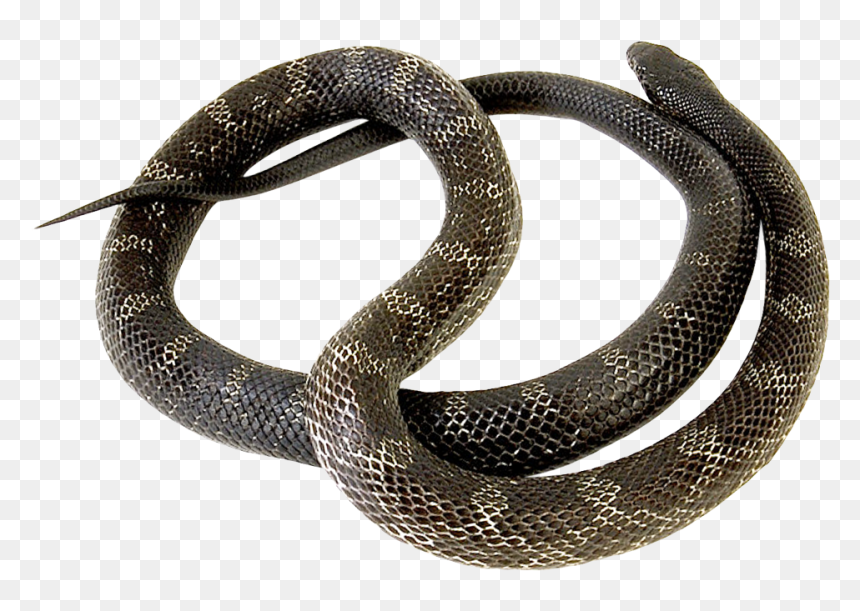 Snake - Snakes, HD Png Download - viper snake png