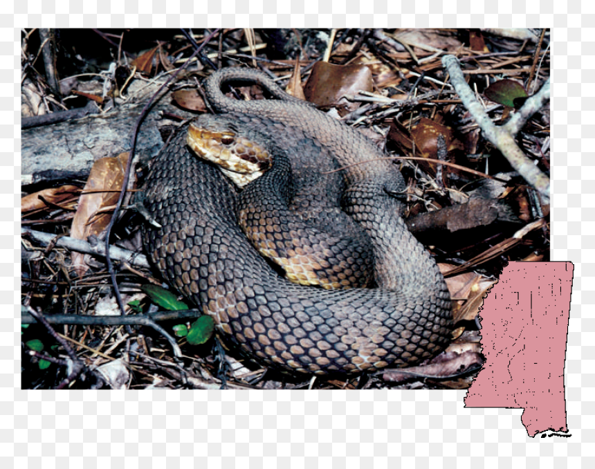 Cottonmouth Mississippi Snakes, HD Png Download - viper snake png