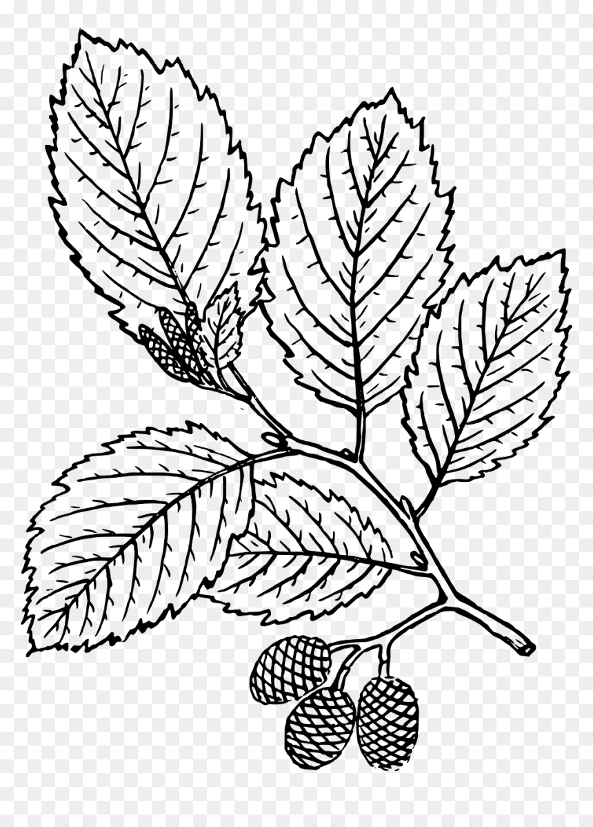 Red Alder Leaf Drawing, HD Png Download - leaves drawing png