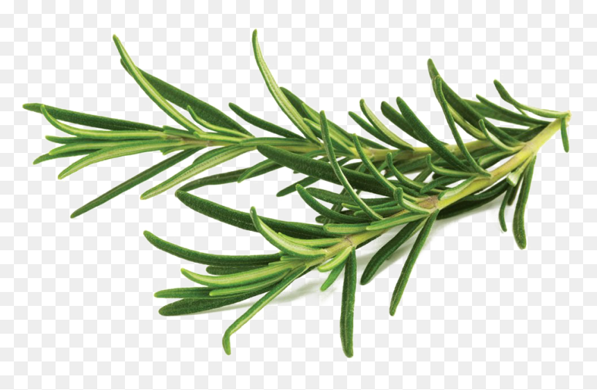 Rosemary Png Transparent Image - Rosemary Herb, Png Download - spruce png