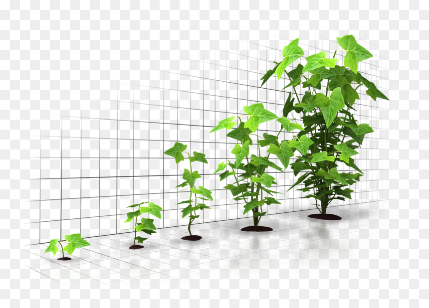 Six Incredible Ways To Grow Your Business Through Digital - Organization Growth, HD Png Download - grow png