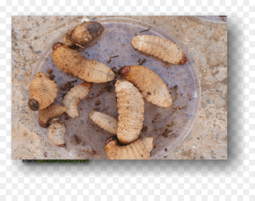 Rpwl - Waxworm, HD Png Download - open palm png