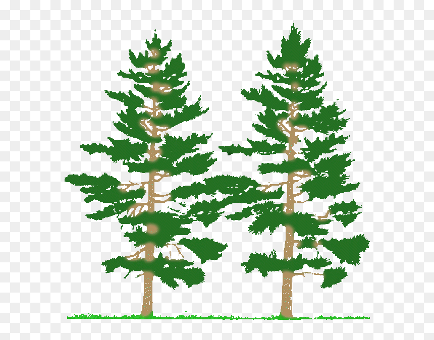 Cnc Pine Tree Scenery Clipart & Clip Art Images - Tall And Short Tree, HD Png Download - pine forest png