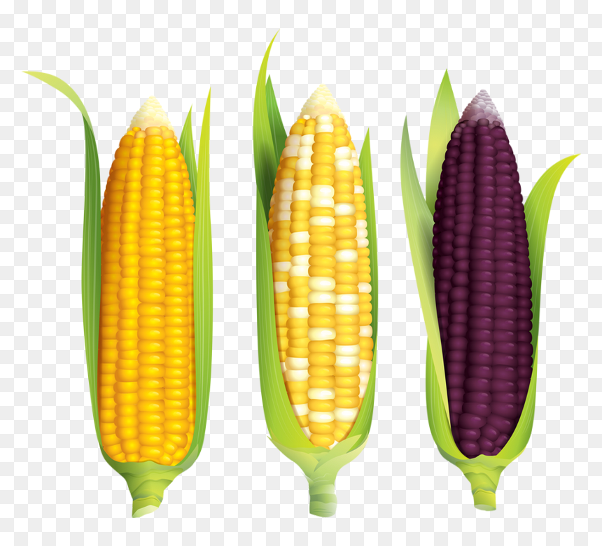 Tube Alimentation, Maïs Png - 粟米 結構, Transparent Png - maize png