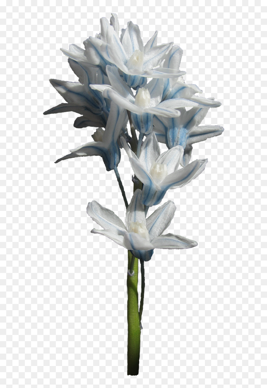 Thumb Image - Hyacinth, HD Png Download - hyacinth png