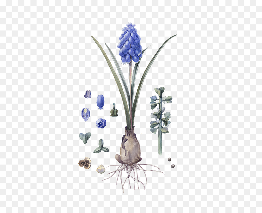 Grape Hyacinth, HD Png Download - hyacinth png