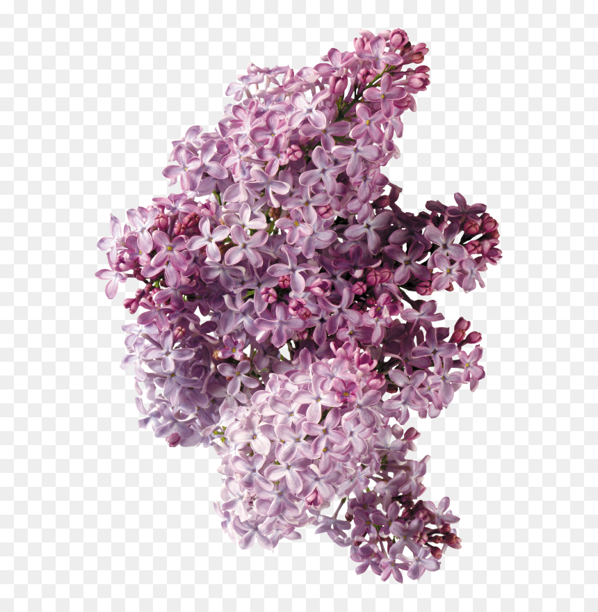 Lilac Flower Phlox Clip Art - Сирень Листья, HD Png Download - hyacinth png