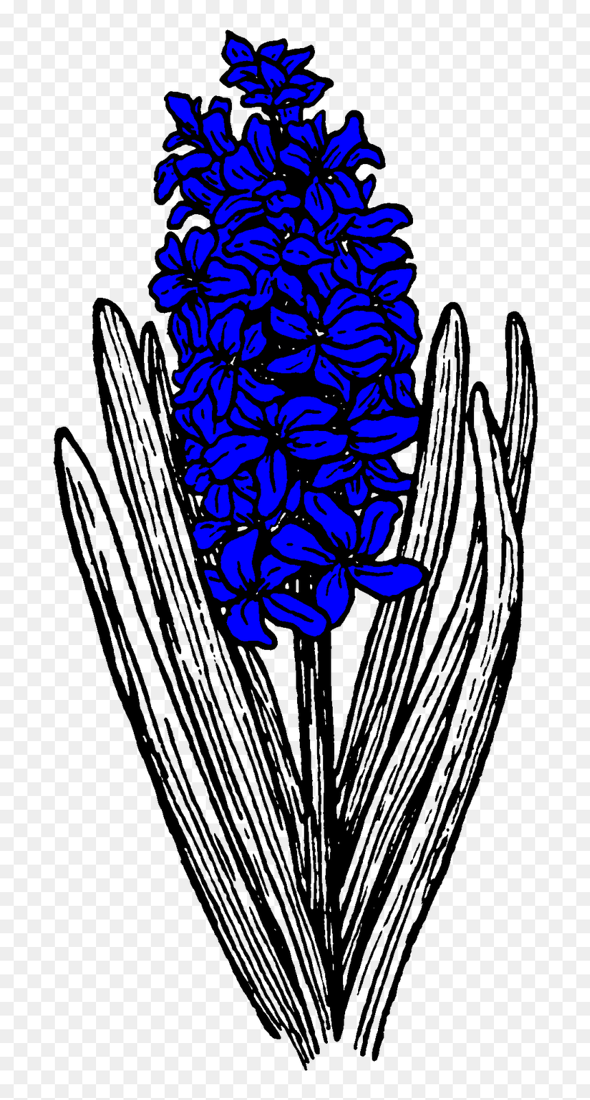 Hyacinths In Flower In The Pell Wall Garden - Santan Clipart Black And White, HD Png Download - hyacinth png