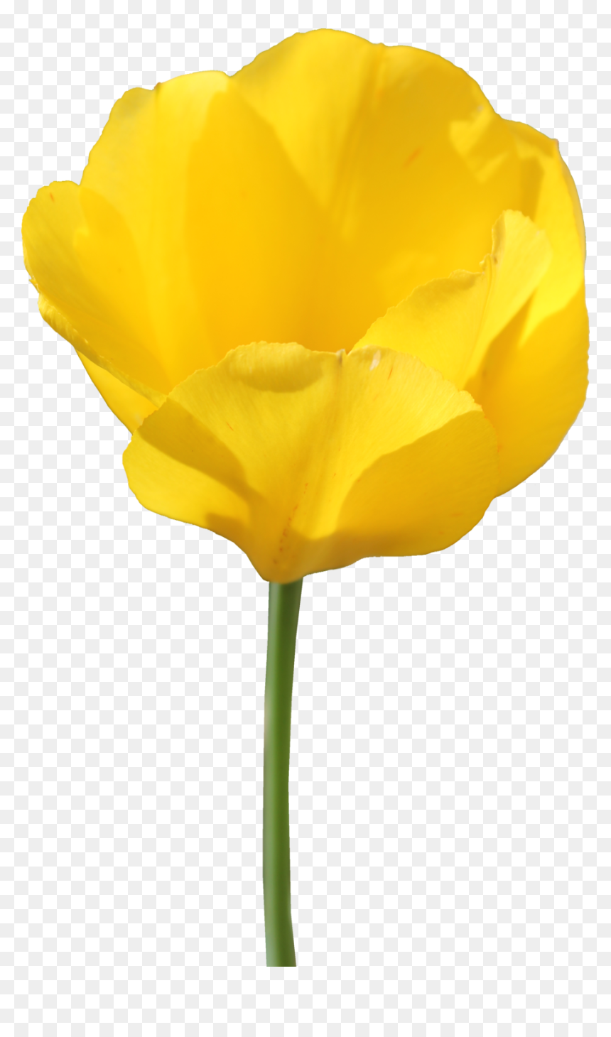 Yellow Tulip - Yellow Tulips No Background, HD Png Download - hyacinth png