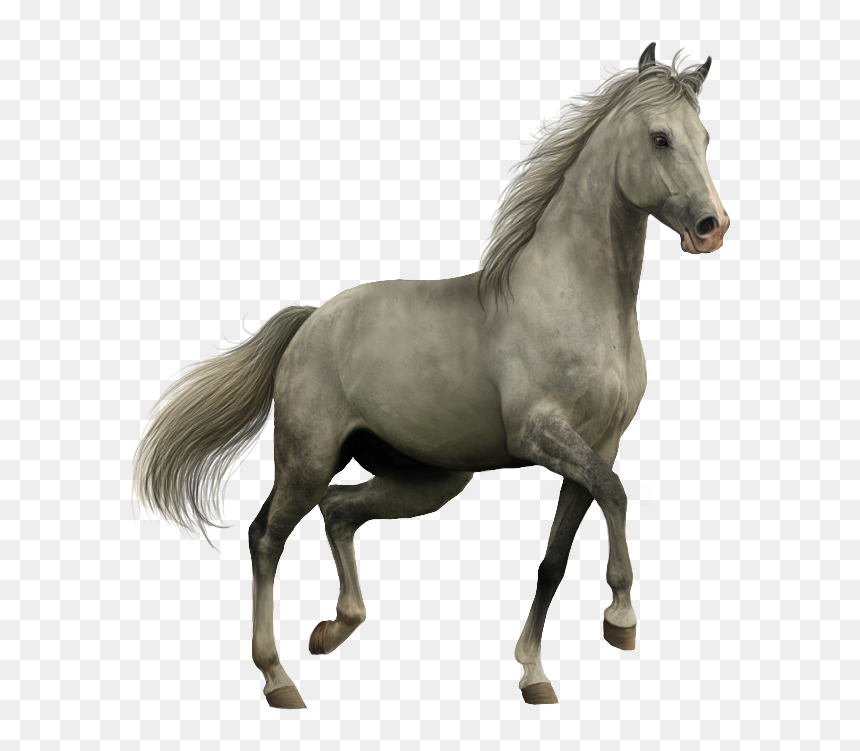 Cartoon Horse Png, Transparent Png - cartoon horse png