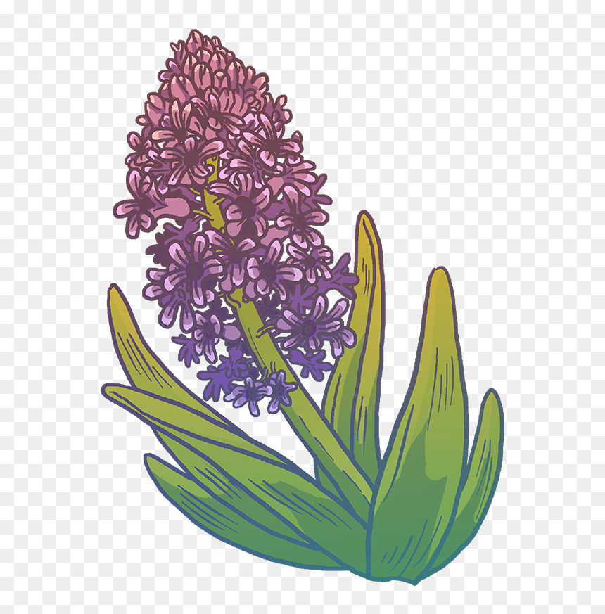 Hyacinth, HD Png Download - hyacinth png
