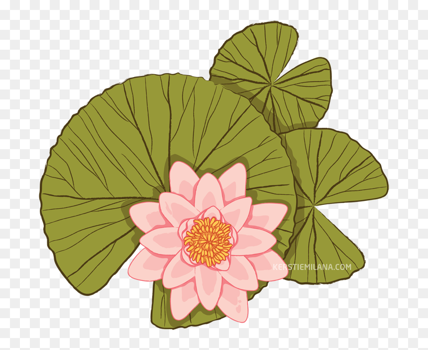 Sacred Lotus , Png Download - Sacred Lotus, Transparent Png - water lilies png