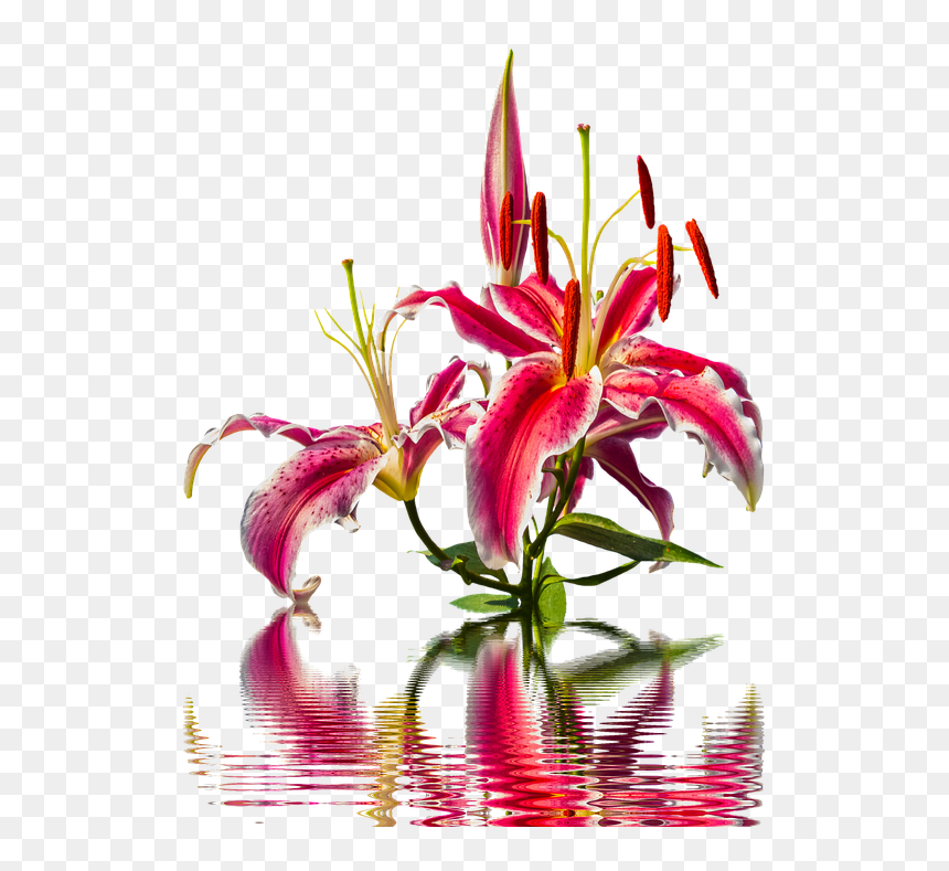 Lily Blossom Bloom Lilies Flower Pink Lily Nature - Lily, HD Png Download - water lilies png