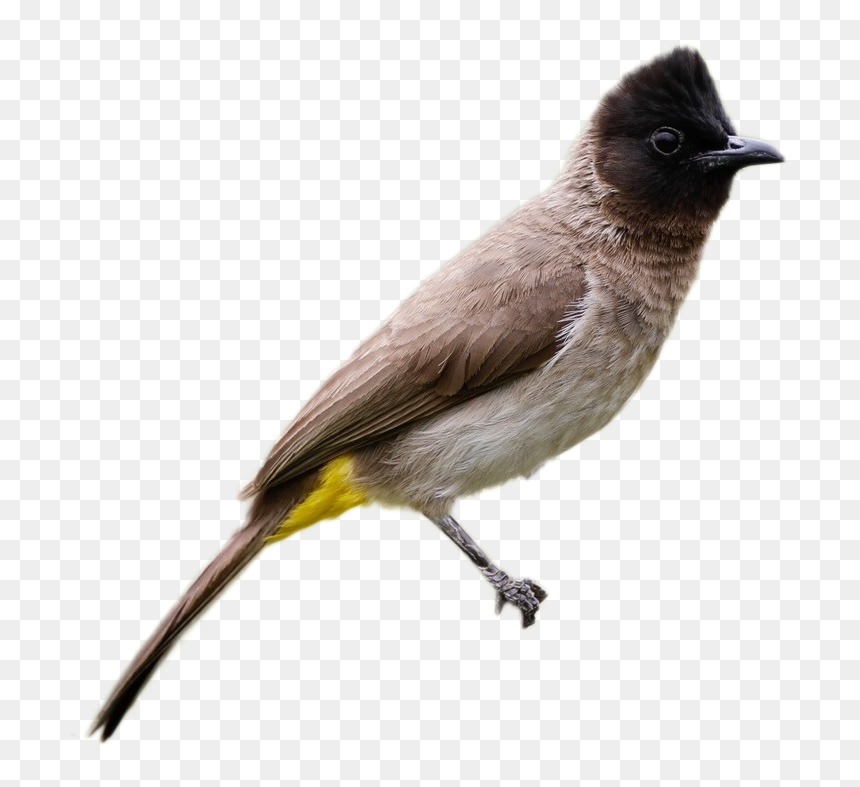Black Headed Bulbul, HD Png Download - birds png images