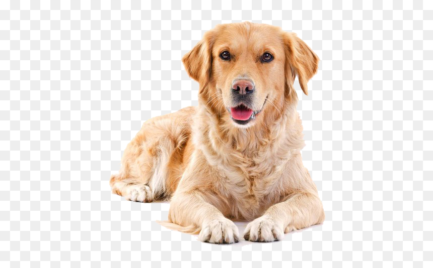 Golden Sitting Pet Dog Cat Hair Puppy Clipart - Golden Retriever Transparent Background, HD Png Download - puppy.png