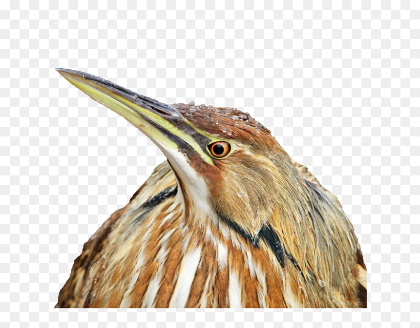 Bittern, HD Png Download - real birds png