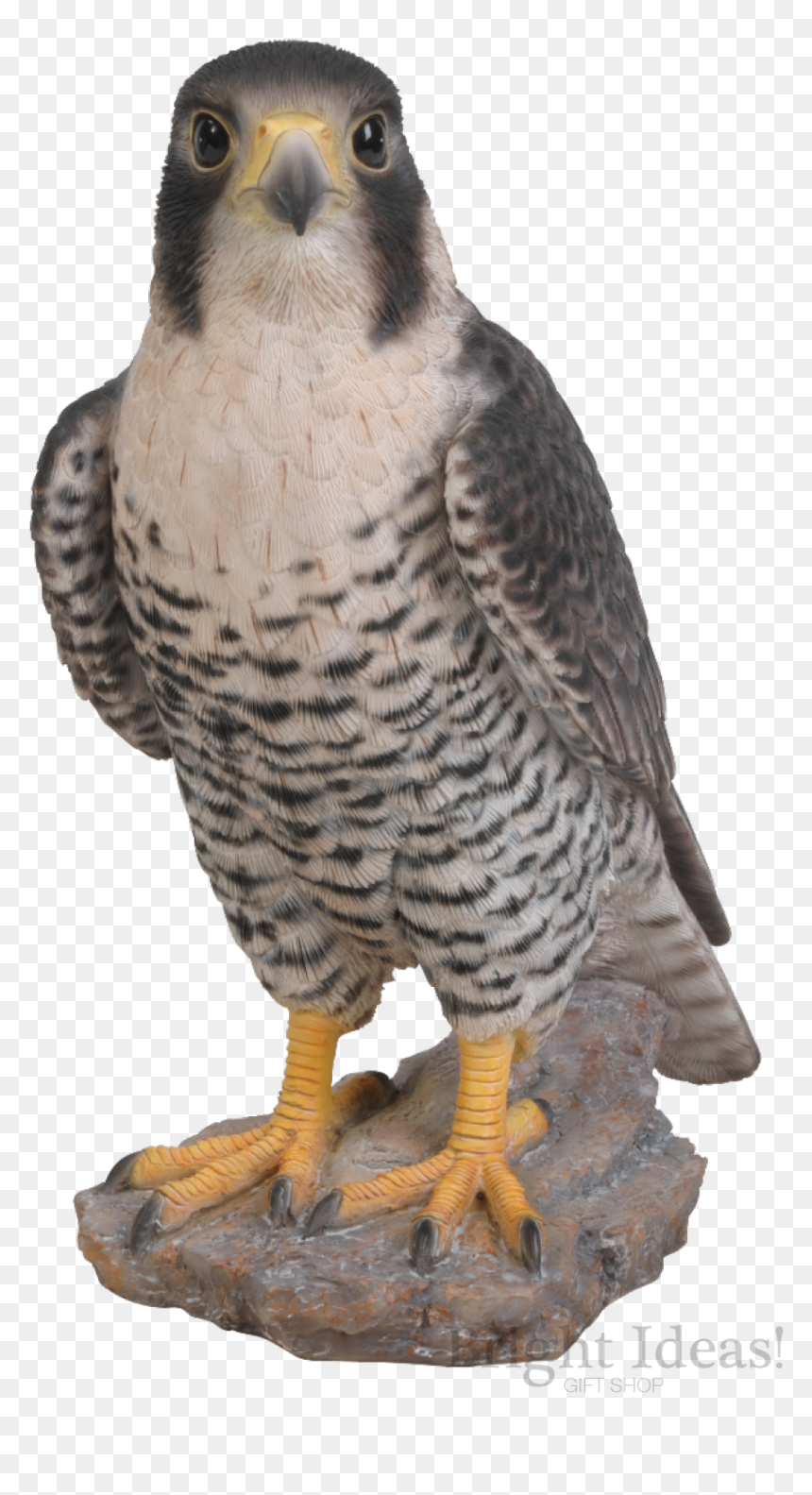 Peregrine Falcon Bird Of Prey Real Life Vivid Arts - Peregrine Falcon Garden Ornament, HD Png Download - real birds png