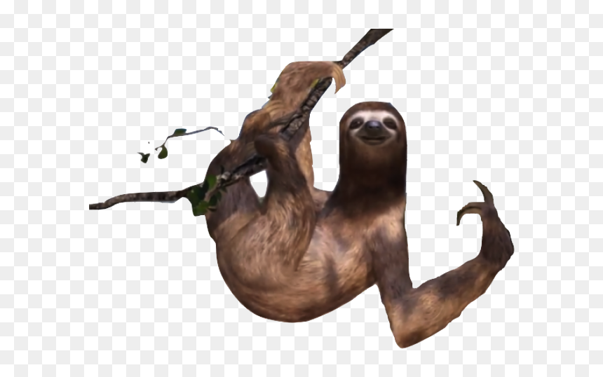 Sloth Png Transparent Images - North American River Otter, Png Download - sloth.png