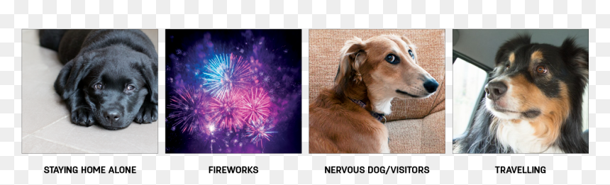 Dog Problems - Whippet, HD Png Download - sad puppy png