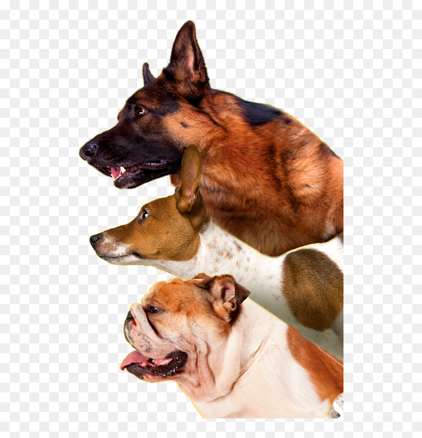 Dog Yawns, HD Png Download - sad puppy png