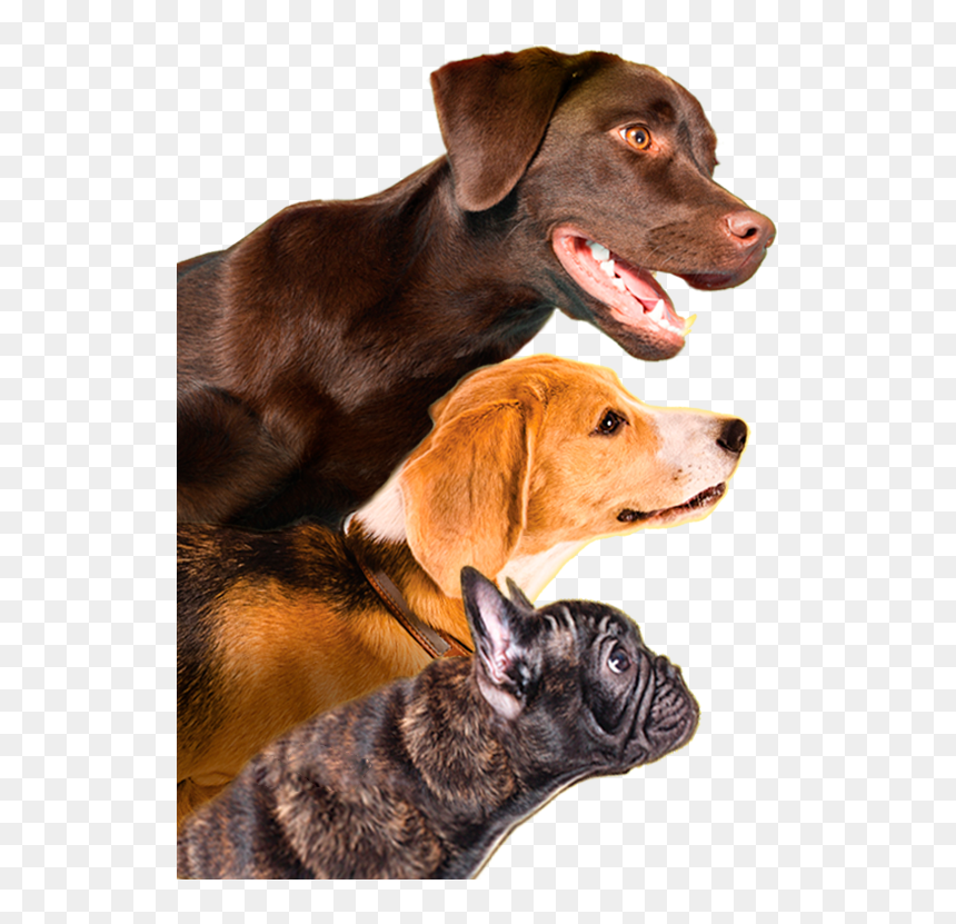 Dog Yawns, HD Png Download - sad puppy png