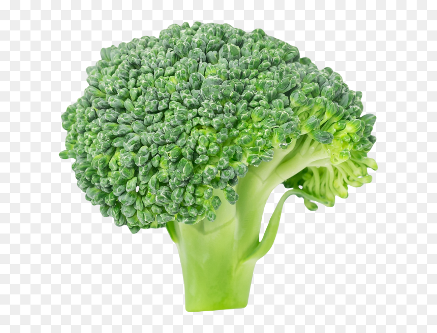 Transparent Broccoli Png - Broccoli Clipart, Png Download - brocolli png