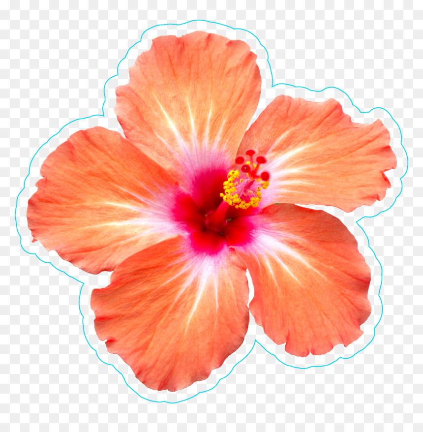 Transparent Hibiscus Border Png - Hibiscus Flower Sticker Png, Png Download - hibiscus border png