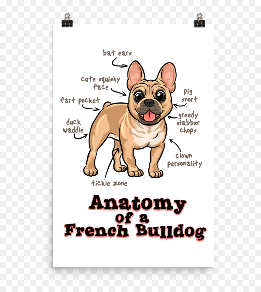 Transparent Pug Face Clipart - French Bulldog Clipart, HD Png Download - bulldog face png