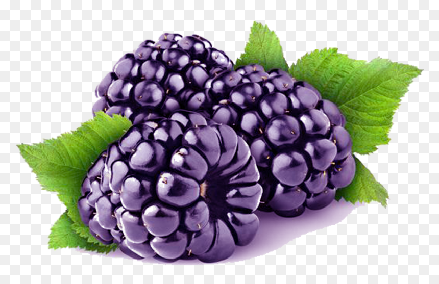 Loch Ness Blackberry Cultivar - Clipart Blackberry Png, Transparent Png - loch ness png