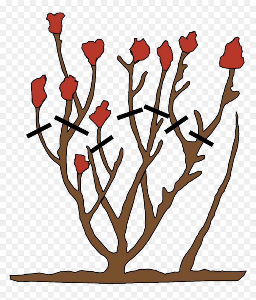 How To Prune Roses , Transparent Cartoons, HD Png Download - compas rose png