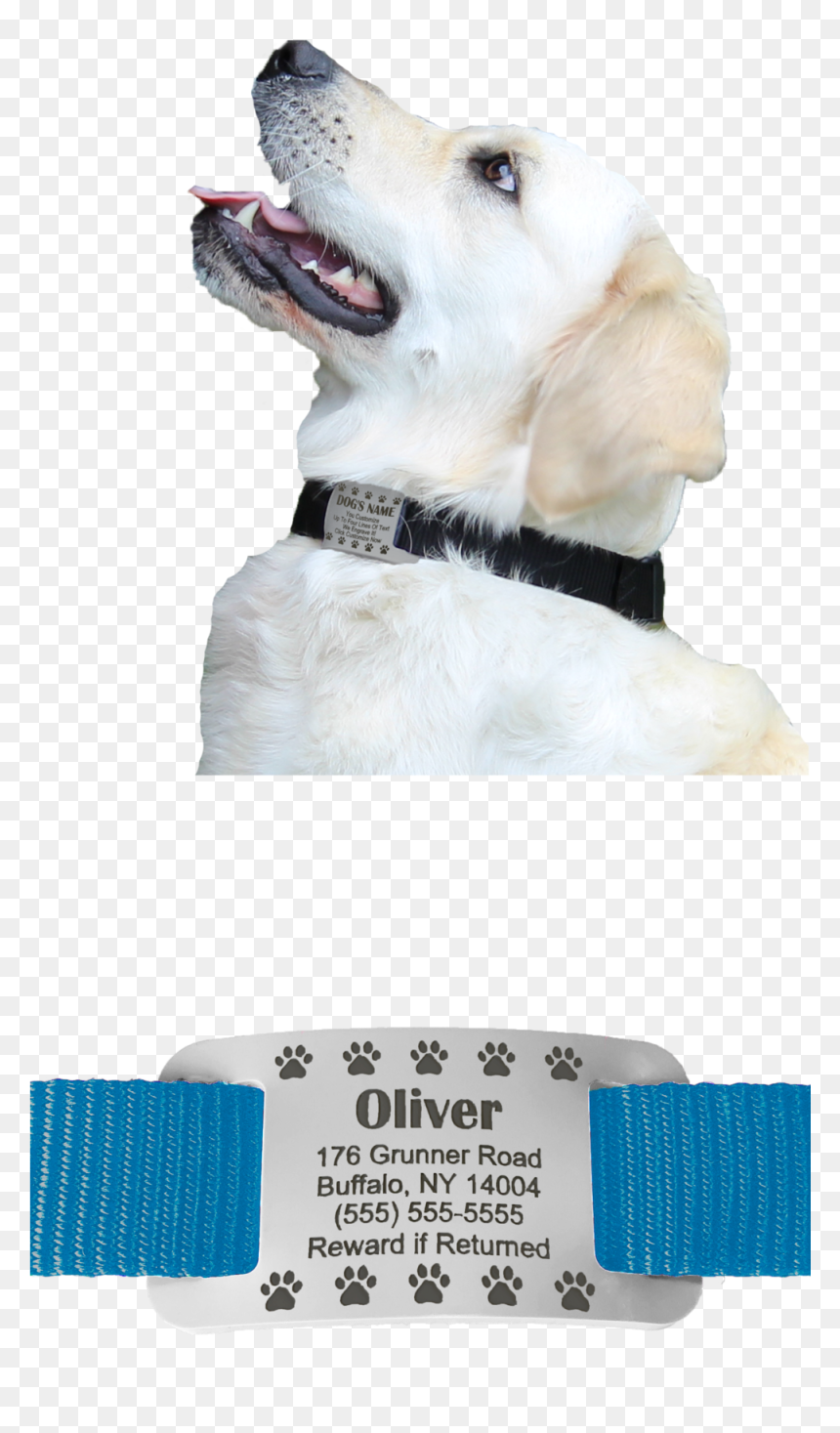 Website Right Side - Labrador Retriever, HD Png Download - labrador retriever png