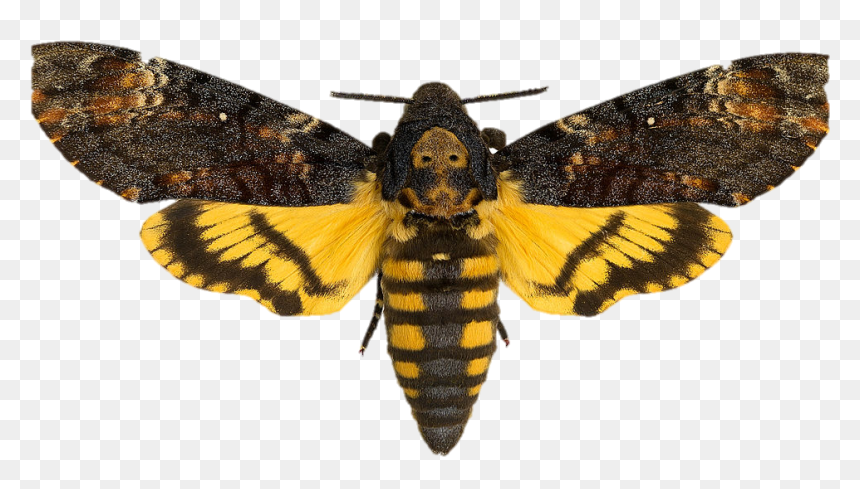 Moth - Acherontia Atropos, HD Png Download - butterflys png