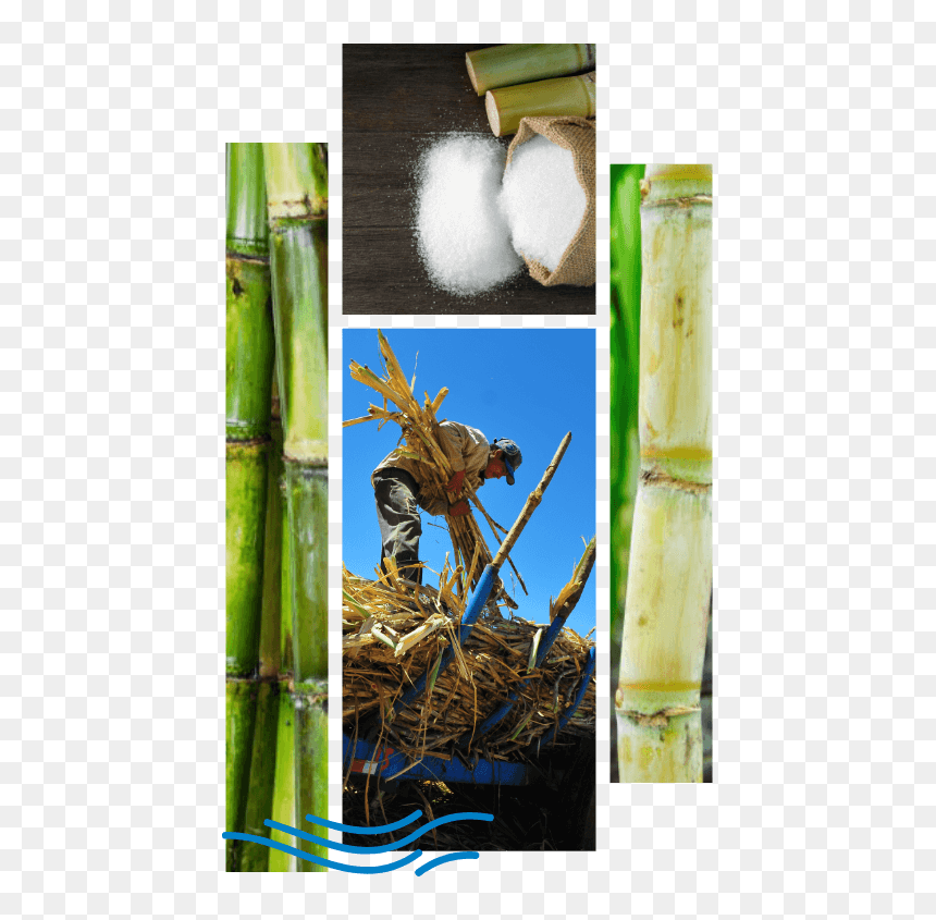 , About Us - Bamboo, HD Png Download - sugarcane png