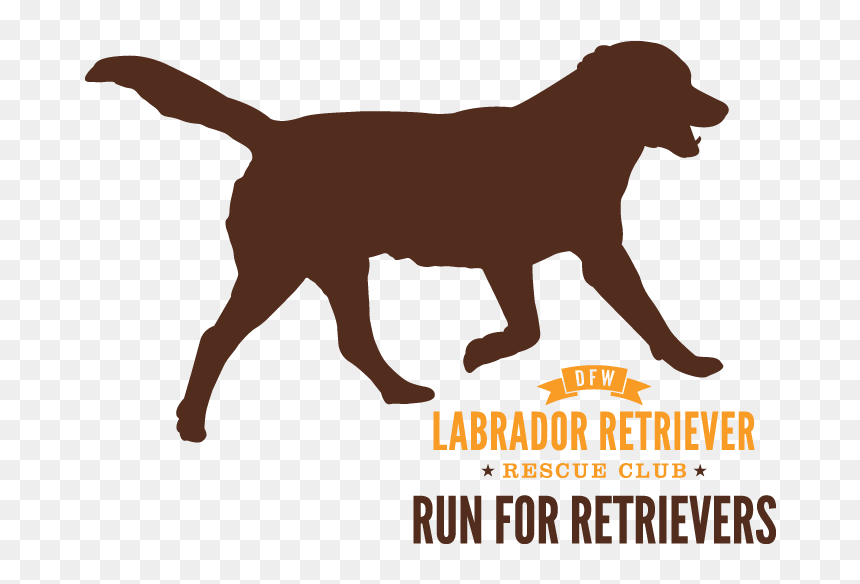 Run For Retrievers Logo - National Day Laborer Organizing Network, HD Png Download - labrador retriever png