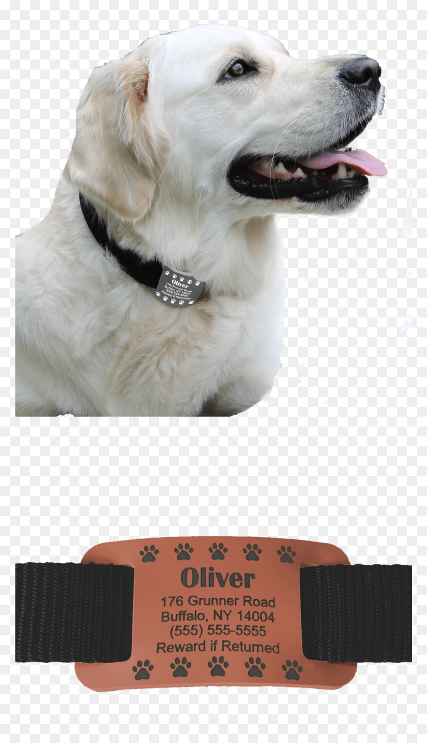 Website Left Side - Labrador Retriever, HD Png Download - labrador retriever png