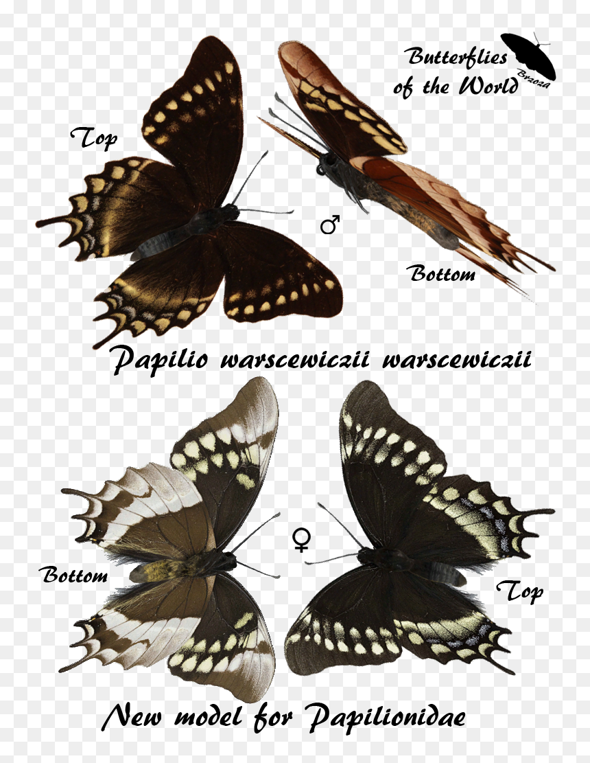 Tourism, HD Png Download - butterflys png