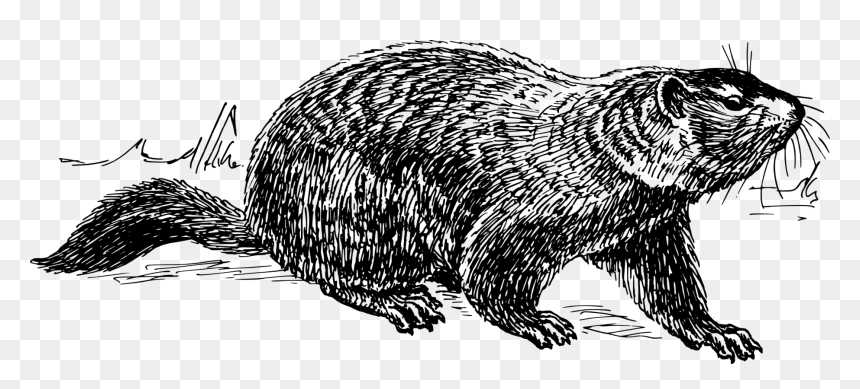 Art,monochrome Photography,carnivoran - Ground Hog Drawing, HD Png Download - groundhog day png