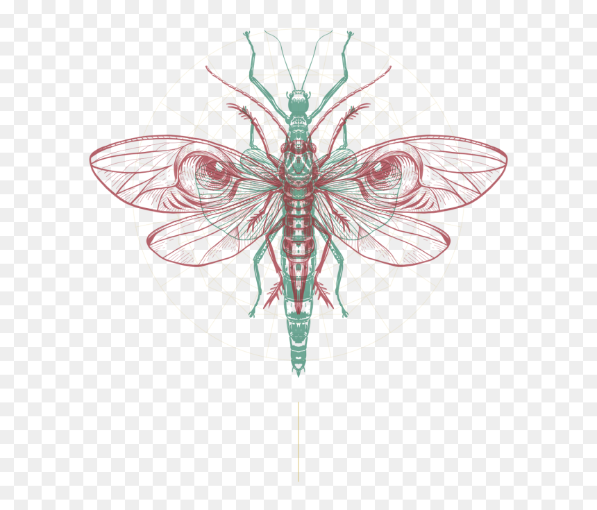 Butterfly And The Grasshopper Liverpool, HD Png Download - butterflys png