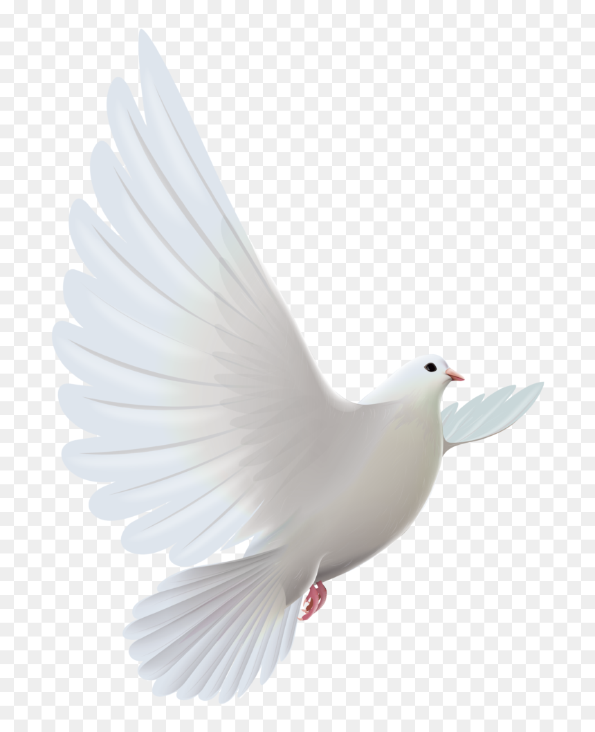 Clipart Bird Descending - Transparent White Dove Png, Png Download - dovepng