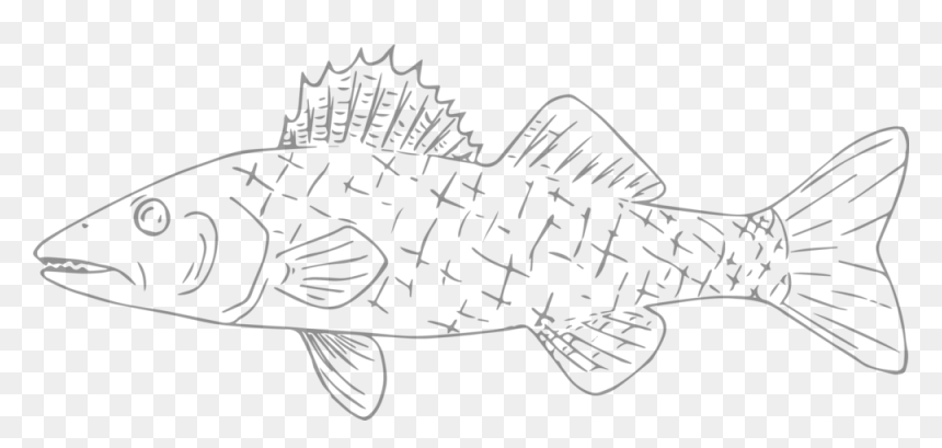 Willards Walleye - Striped Burrfish, HD Png Download - fish black and white png